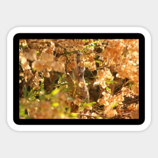 Do not Disturb - Squirrel Eating Seeds Sticker